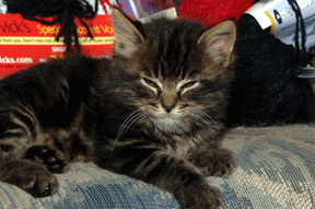 Mizmar, the magic kitty!