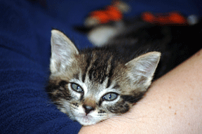 Shatri being the world's cutest kitten